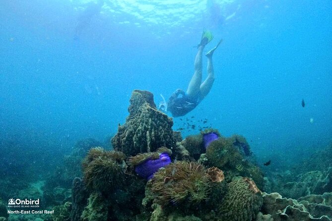 PRO-SNORKELING to Explore Hidden Coral Reefs (MAX 10 PAX) - Why this tour feels different from a standard island boat trip