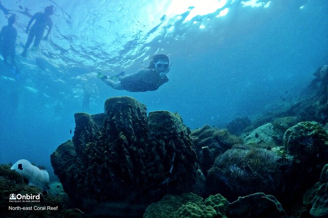 PRO-SNORKELING to Explore Hidden Coral Reefs (MAX 10 PAX) - Two changing reef sites, chosen for the day