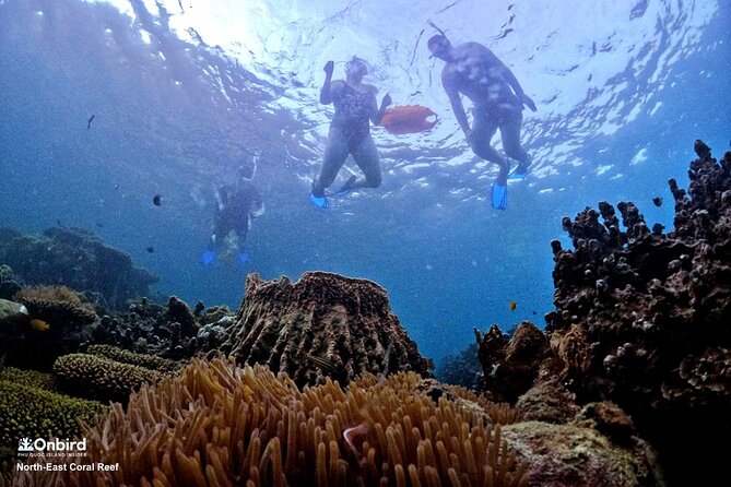 PRO-SNORKELING to Explore Hidden Coral Reefs (MAX 10 PAX) - What is included, and what you should bring