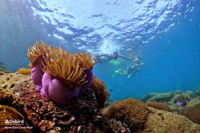 PRO-SNORKELING to Explore Hidden Coral Reefs (MAX 10 PAX) - Is $54.98 good value?