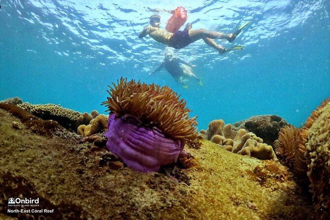 PRO-SNORKELING to Explore Hidden Coral Reefs (MAX 10 PAX) - Who should book this Phu Quoc snorkeling trip?