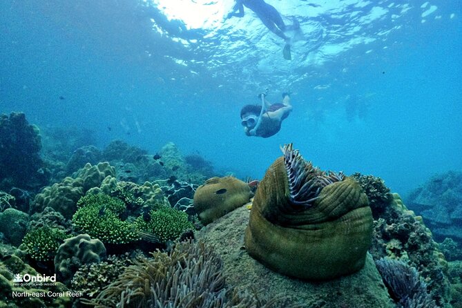 PRO-SNORKELING to Explore Hidden Coral Reefs (MAX 10 PAX) - A shallow-water lesson before the reef
