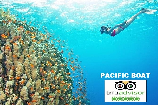 REAL snorkel &island hopping by SPEEDBOAT-EXPLORE CUISINES(MAX12) - Coconut Island brings the second reef stop