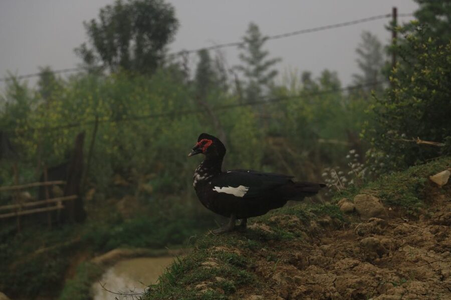 Sapa: Local Exploration on a Guided Motorbike Tour - The longer ride adds food and high mountain views