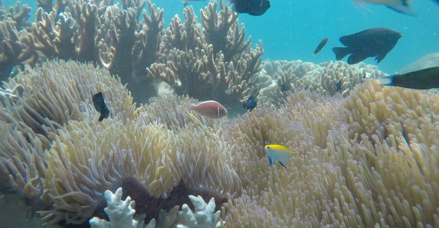 Snorkeling Cham Island: Snorkeling Tour by Speed Boat - Speedboat departure from Cua Dai Wharf