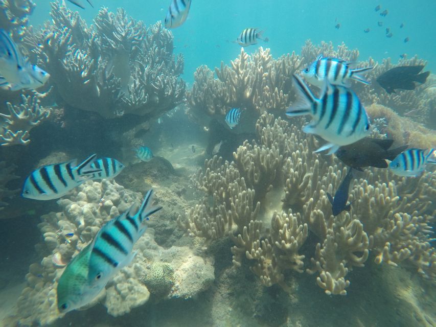 Snorkeling Cham Island: Snorkeling Tour by Speed Boat - Lunch at Cham Jungle Restaurant