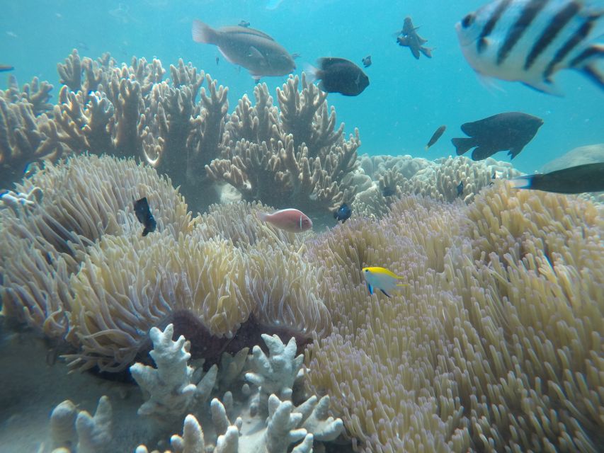 Snorkeling Cham Island: Snorkeling Tour by Speed Boat - Hon Nhon Beach and the morning in the water