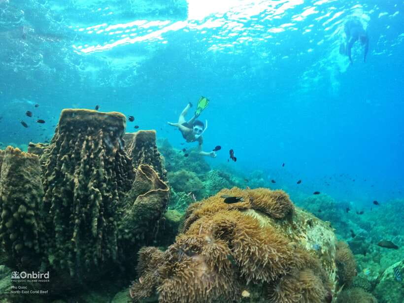 South Phu Quoc: Pro Snorkeling Tour by Speedboat - Why the small-group format matters in South Phu Quoc