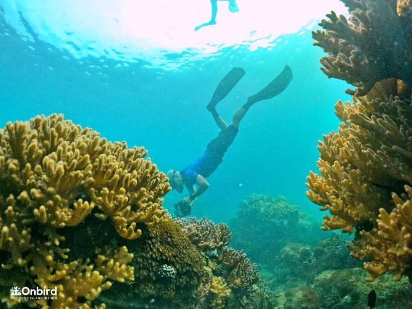 South Phu Quoc: Pro Snorkeling Tour by Speedboat - Choosing the reef by water and light