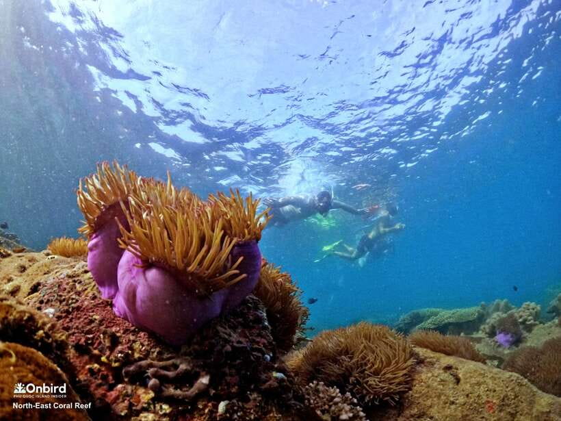 South Phu Quoc: Pro Snorkeling Tour by Speedboat - The main snorkeling session: 1.5 to 1.8 hours