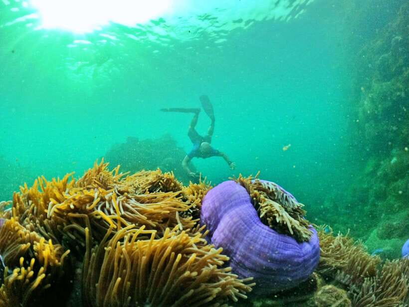 South Phu Quoc: Pro Snorkeling Tour by Speedboat - Reef protection without the usual fish-feeding show