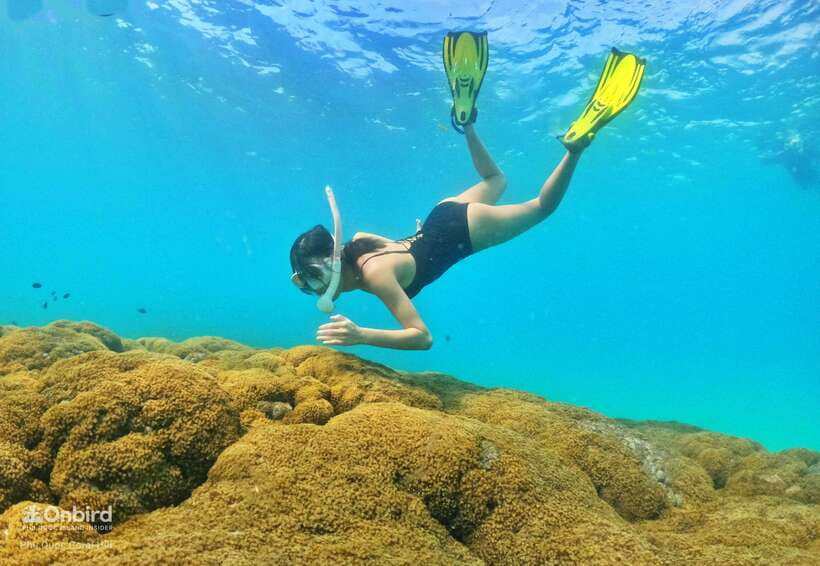 South Phu Quoc: Pro Snorkeling Tour by Speedboat - What to pack for a comfortable half-day
